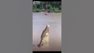 Dj odading mang oleh🎶 digi digi bam bam| viral tiktok| buaya betina🌷🐌