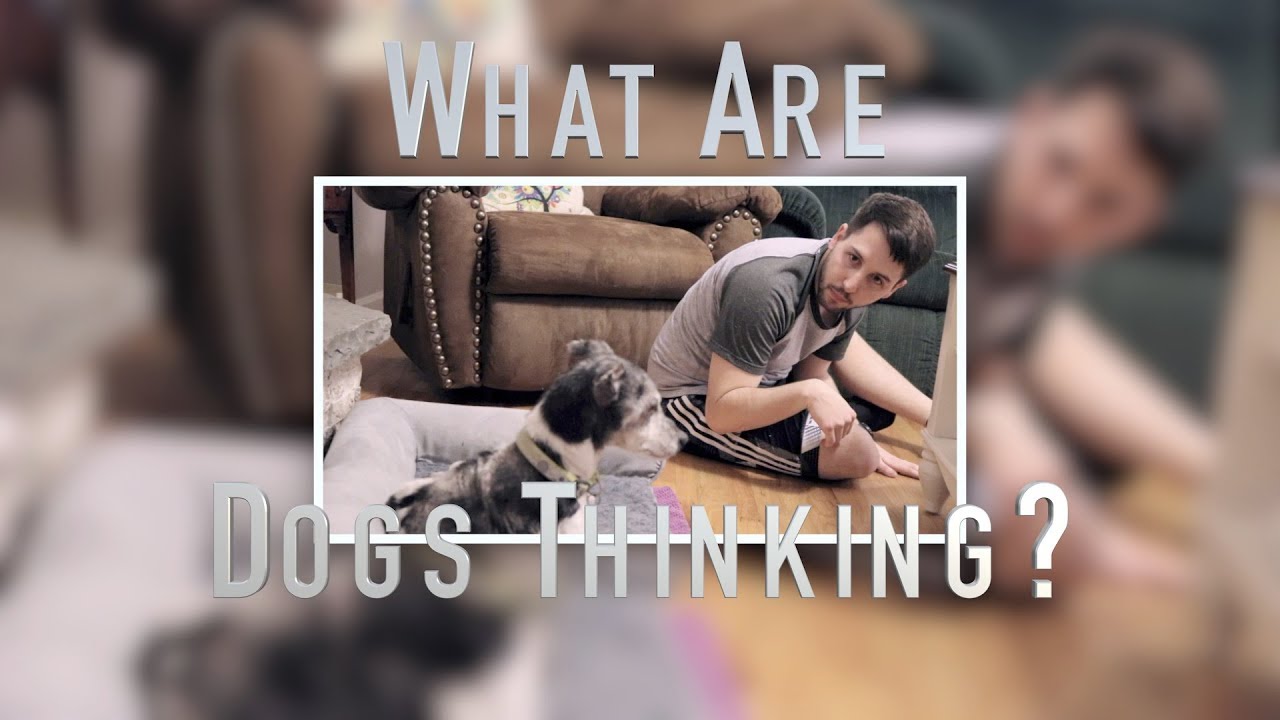 What Are Dogs Thinking? YouTube