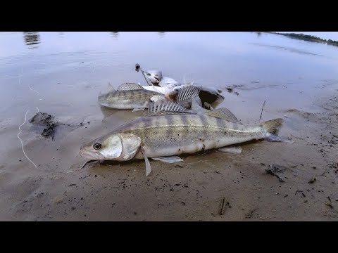 Видео: СУДАК на РЕЗИНКУ. Бешеная рыбалка на резинку. Снова очистил берег от мусора! Резинка на судака!