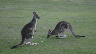 Kangaroos | Free 4K Stock Video