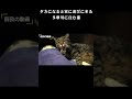 夕方になると家に遊びに来る多摩川の野良猫【地域猫】#shorts #straycat