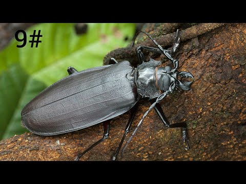 Coleoptera жук дровосек