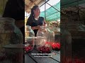 Смачне ягідне мохіто🍓#ягоди #готуювдома #літо2025 #кампот #закладки #закарпаття #назиму