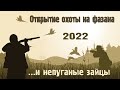 Открытие охоты на фазана 2022 и непуганые зайцы.