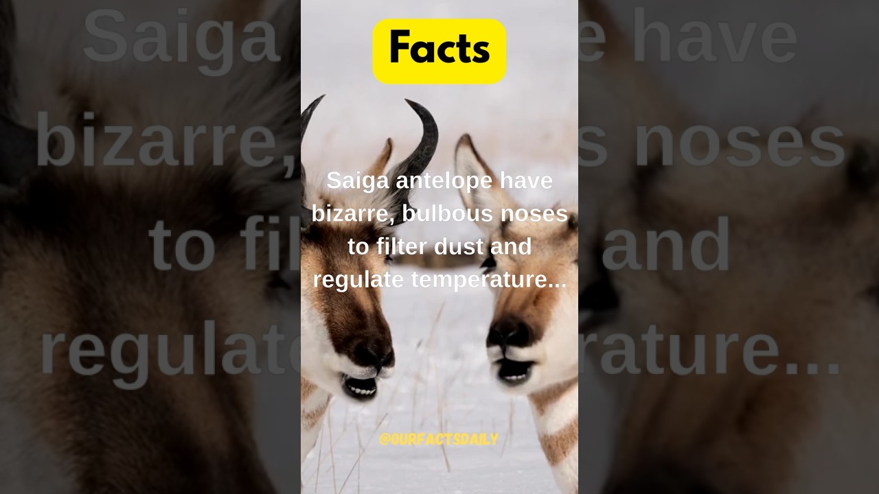 Saiga antelope..#saigaantelope #facts #bizzare #dust #temperature #disease #endangered #shape #hunt