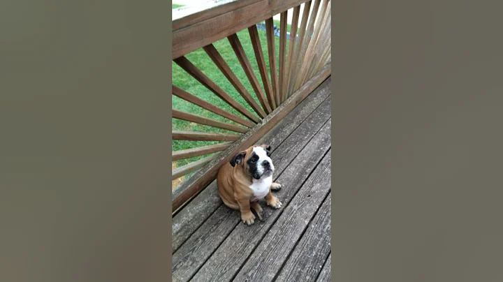 Dozer, Our English Bulldog puppy experiences rain ...