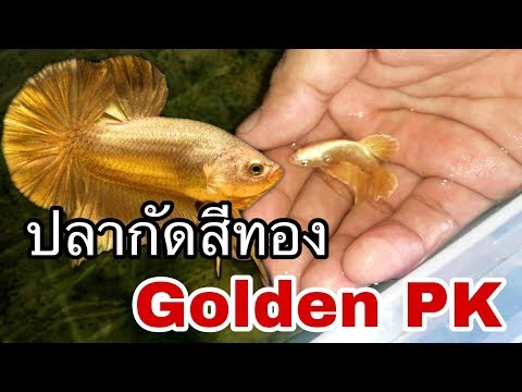 ปลากัดสีทองGoldenPKคัดสายEP.7