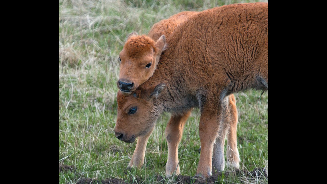 Bison Calves Zooming and Playing in Yellowstone. - YouTube