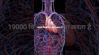 शरीर में खून की रफ्तार जानकर हैरान रह जाएंगे!#scienceshorts #shorts