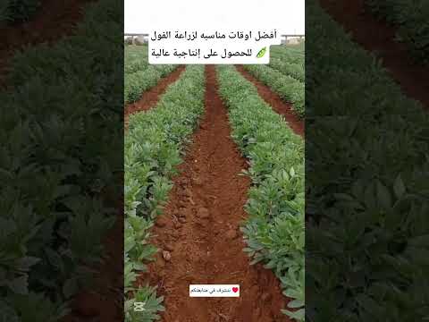 أفضل اوقات مناسبه لزراعة الفول علشان تنجح ويعطي إنتاجية عالية