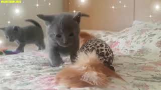 Russian Blue Cat Animals Onlinetheplanet Compilation Video 2019 by ONLINE THEPLANET 52 views 5 years ago 11 minutes, 51 seconds