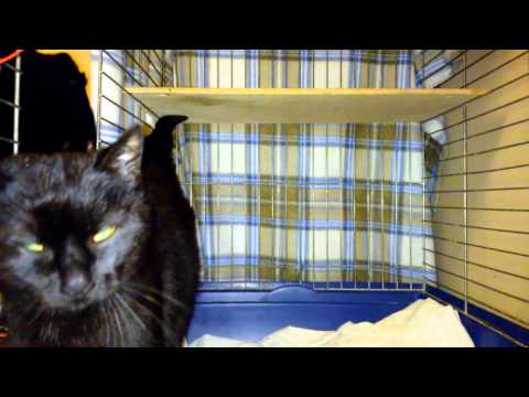 Video: Katė, Pranašaujanti Mirtį - Alternatyvus Vaizdas