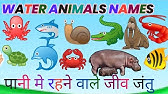 जलचर प्राणी मराठी व इंग्रजी | water animals in english and marathi with |  jalchar prani in marathi - YouTube