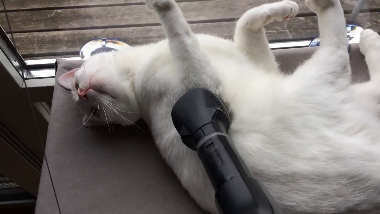 Deaf cat really loves being vacuum cleaned 