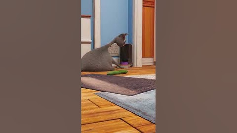 Cat vs cucumber