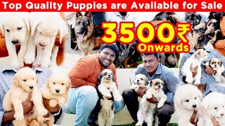 Adorable Puppies for Sale in Chennai at Reasonable Price | Get Your Furry Best Friend | Daisy Kennel