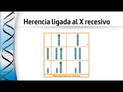 Video: ¿Cuál es el significado de la leonización?