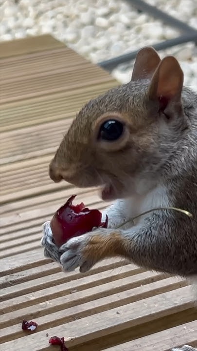 Inside the Squirrel's Brain When She Eats! 🐿 #squirrel #animals #funny
