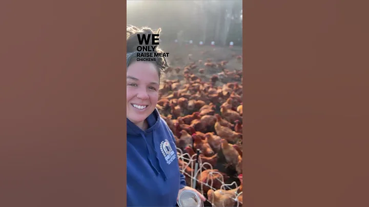 How We Raise About 4,000 Chickens for Meat on Our Commercial Regenerative Farm Without Coops - Pt 2 - DayDayNews