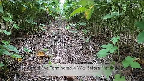 Cover Crops for Managing Weeds in Soybeans