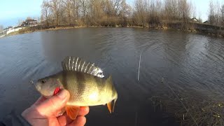 Окуні та щуки взимку на спінінг! Дуже багато клювань!