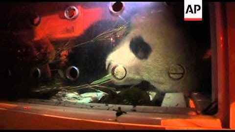 Two giant pandas loaded on chartered flight bound for France