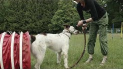 Hundeschule Saarland Hundeschule Saarland