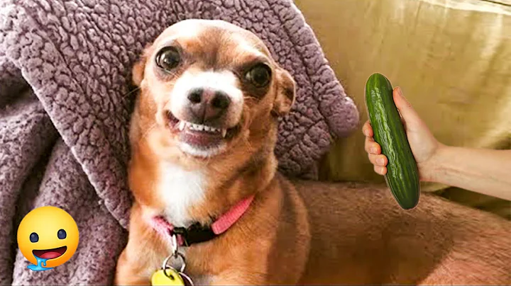 Video 6173421: funny animals funniest cats, animals funniest cats dogs, funny cats cute funniest, wonder pets, mix