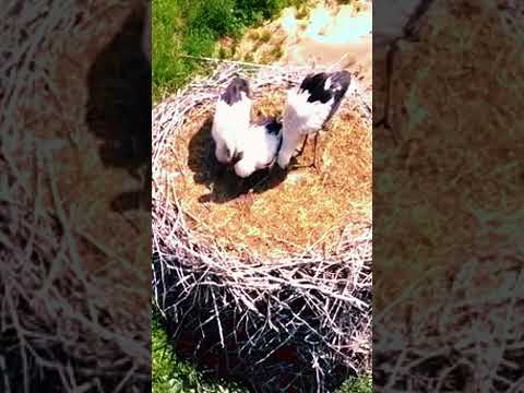 Гнездо для семьи белого аиста / White stork family #shortsyoutube #shorts