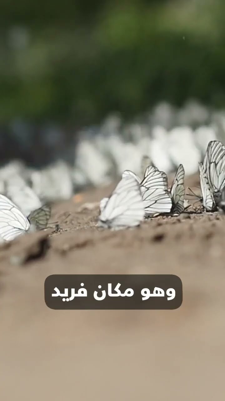 صدى نيوز | جسر الفراشات هل سمعتم به من قبل !!