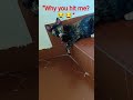 Naughty Mogli Attacks Me 😭😂 #kittens#rashmita #catshorts