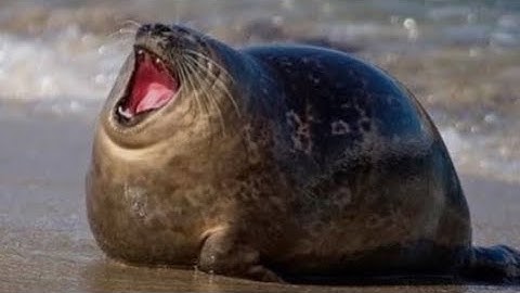 I created a YouTube logo animation that splits apart in 5 minutes.