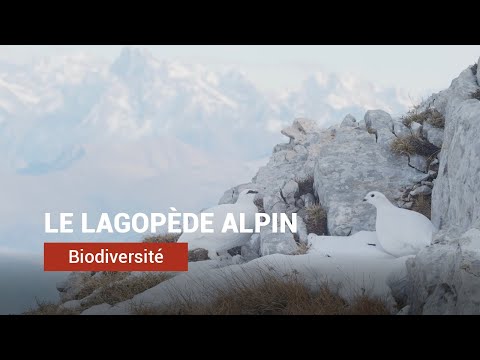 Vidéo: Quel goût a le lagopède ?