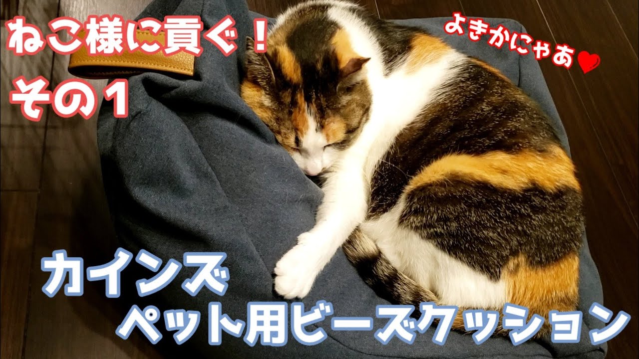 保護猫 ねこ様に貢ぐ ペット用ビーズクッション Youtube 保護猫 ねこ様に貢ぐ ペット用ビーズクッション Youtube