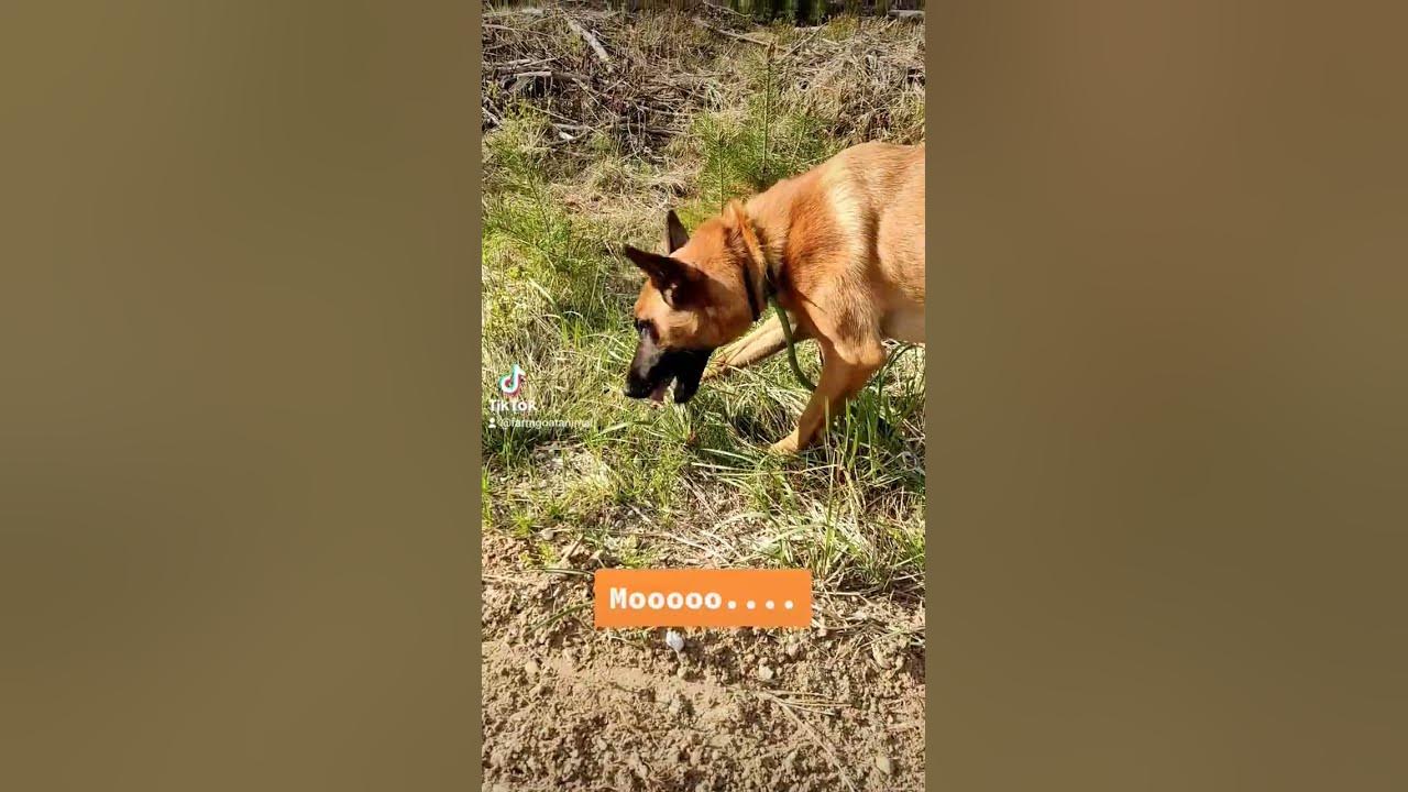 dog-like-a-cow-cowdog-shorts-dog-pet-youtube