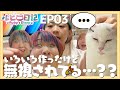 【保護猫】ひとりで寂しくないように遊べるグッズ作戦 -ルビー日記EP03-【坂上どうぶつ王国】