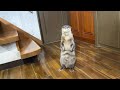 カワウソしゃもじ、新居にたじたじで逃走!