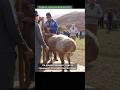Выставка мясосальных пород овец Алматы #казахстан