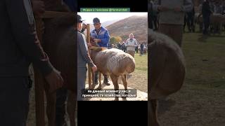 Выставка Мясосальных Пород Овец Алматы #Казахстан #Shorts