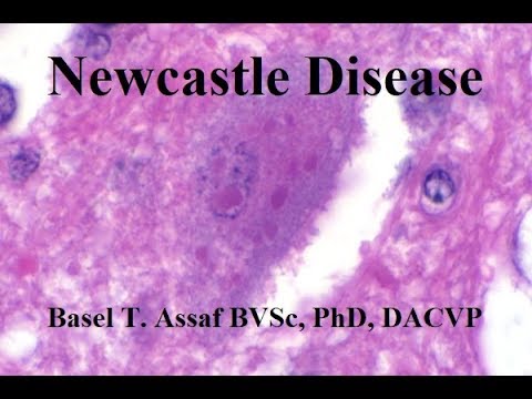 Newcastle Disease - YouTube