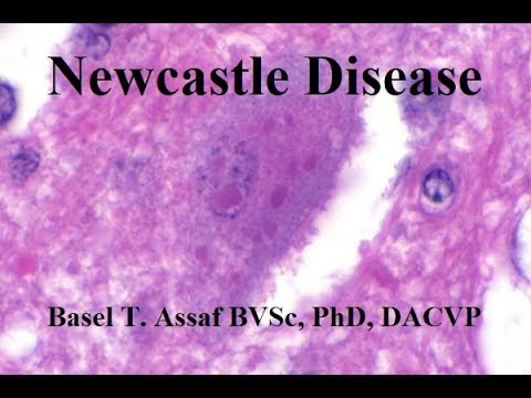 Video: Newcastle Viral Infection In Birds