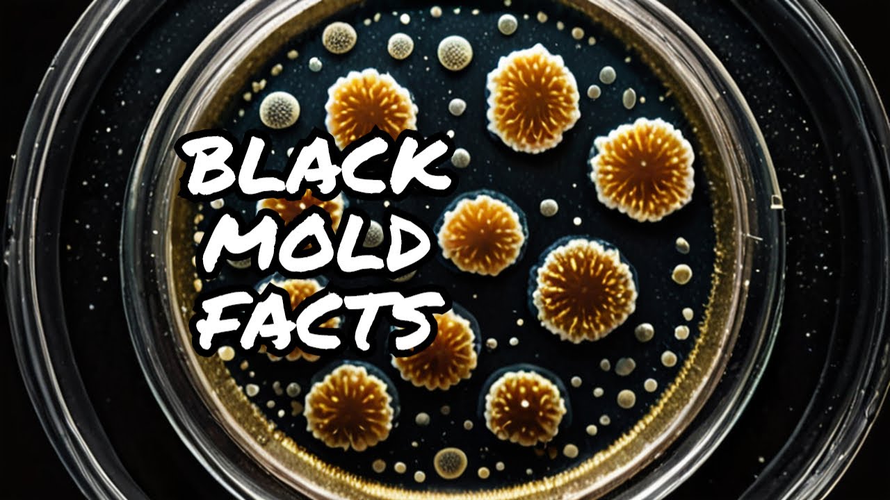 7 MUST-KNOW Stachybotrys Chartarum Facts - YouTube