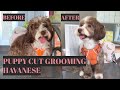 Grooming Coco The Cute Havanese - Puppy Cut Style | Bunny TV