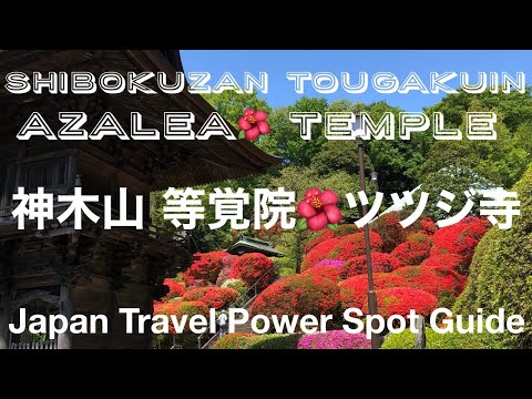 SIBOKUZAN TOU GAKUIN 🌺AZALEA TEMPLE ⭐️神木山　等覚院🌺ツツジ寺