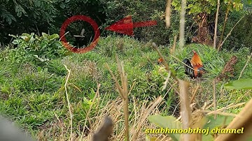 สายหมานเจ้า8ปีต่อไก่ป่าบีนมา:cuab qaib qus yas tuaj2/4/2021