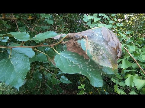 Fall Webworm (Hyphantria cunea)