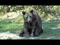 Bärenreservat Libearty / Libearty Bear Sanctuary Romania Rumänien Zarnesti