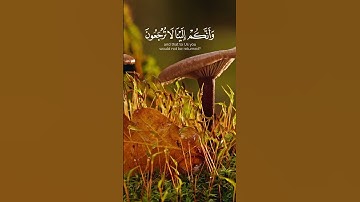 سورة المؤمنون - عبد المجيد الشمري