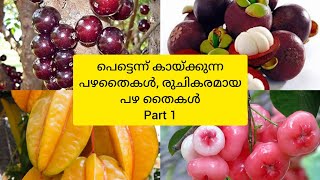 Fruits plant's hybrid | രുചികരമായതും ഹെൽത്ത് benifits ഉള്ളതുമായ പഴങ്ങൾ | Agro Jaiva | Exotic fruits