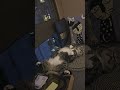 they say that cat shows their trust when their belly are exposed😻😁 #cat #catvideos #catshorts